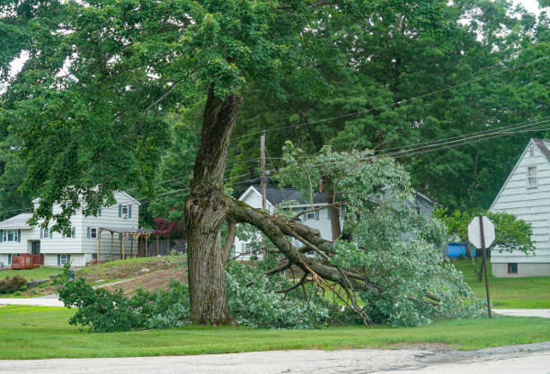 How Our Tree Care Process Works  in  Taunton, MA